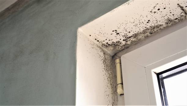 Reliable Vineland, NJ Mold Removal Solutions