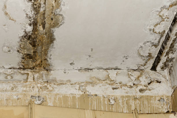 Best Airborne Mold Testing  in Vineland, NJ