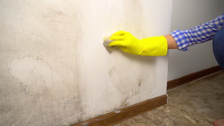  Vineland, NJ Mold Removal Pros