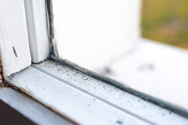 Best Forensic Mold Investigation  in Vineland, NJ