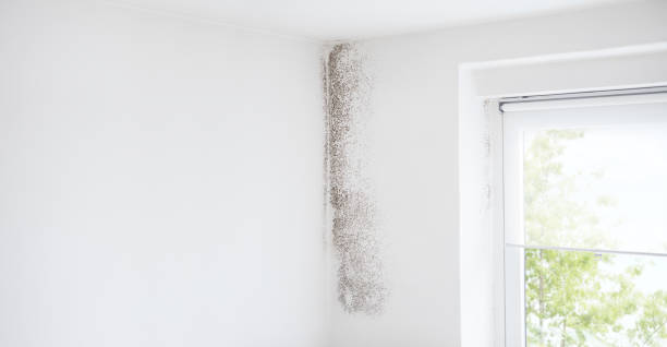 Best Real Estate Mold Inspection  in Vineland, NJ