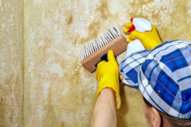 Best Mold Remediation for Healthcare Facilities  in Vineland, NJ