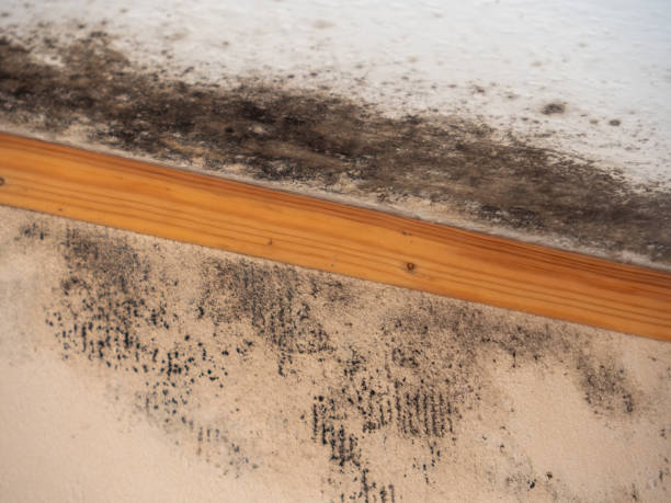 Best Comprehensive Air Testing for Mold Contaminants  in Vineland, NJ