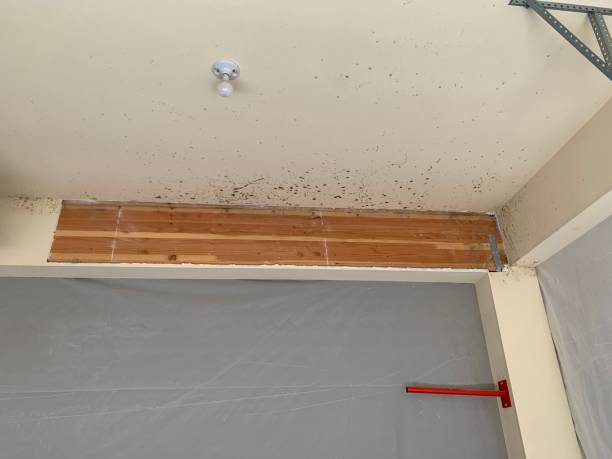 Best Post-Construction Mold Inspection  in Vineland, NJ