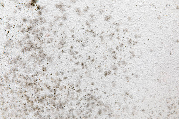 Best HVAC Mold Inspection and Cleaning  in Vineland, NJ
